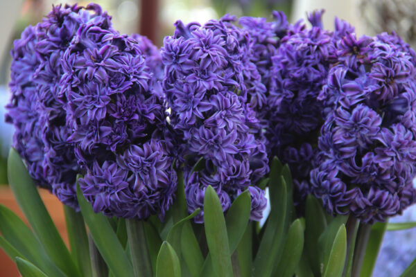 Hyacinthus orientalis 'Royal Navy'