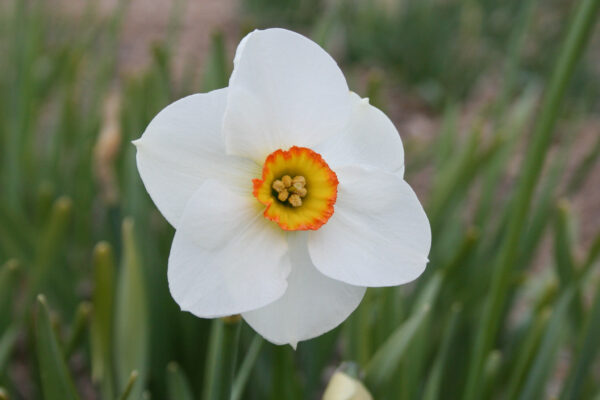 Narcissus 'Crenver'