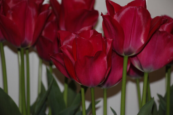 Tulipa 'Spryng Tide'