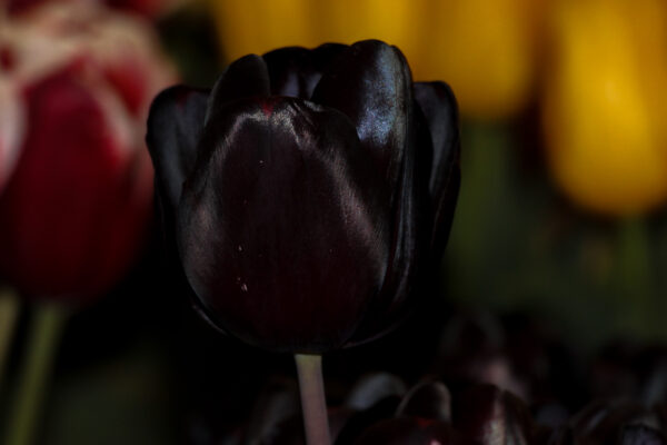 Tulipa 'Nightmare'
