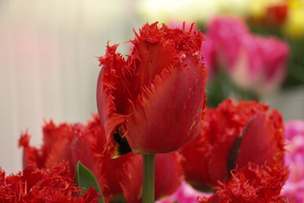 Tulipa 'Masterpiece'