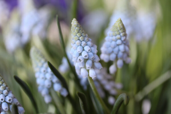 Muscari 'Valerie Finnis'