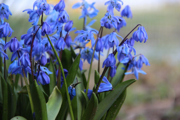 Scilla siberica 'Spring Beauty'