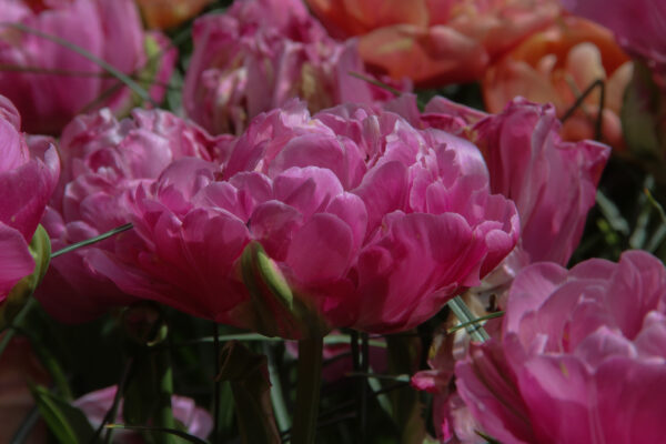 Tulipa 'Amazing Grace'