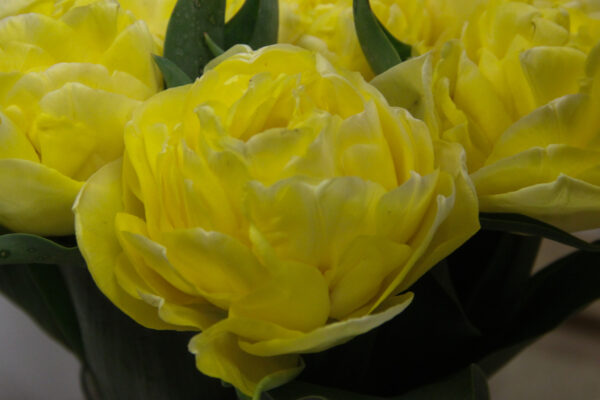 Tulipa 'Secret Perfume'