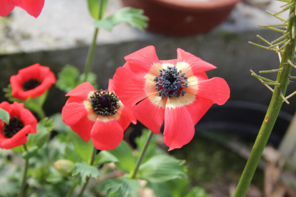 Anemone x fulgens Annulata Grandiflora