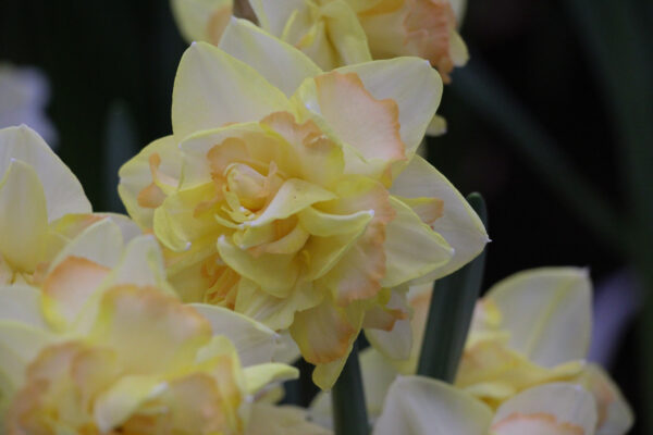 Narcissus 'True love 50'