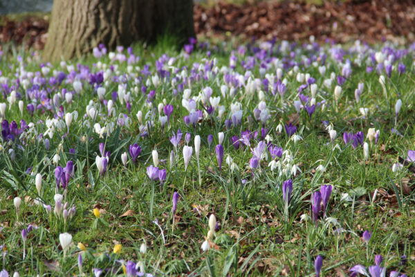 Crocus species gemengd, Blauw Paars en Wit