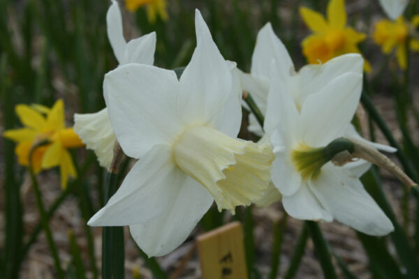 Narcissus 'Frostkist'