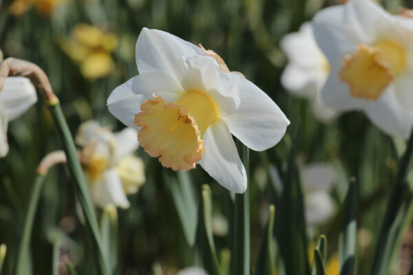 Narcissus 'Polar Sunset'