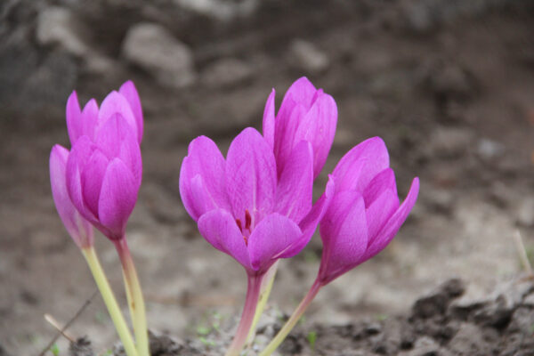 Colchicum 'Lilac Wonder'