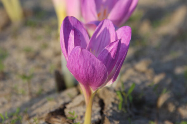 Colchicum bornmuellerii