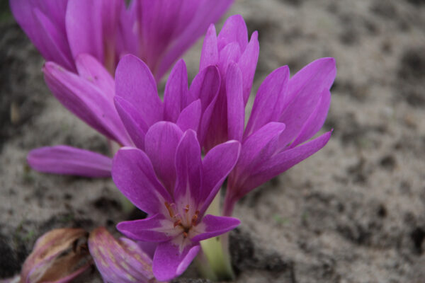 Colchicum giganteum