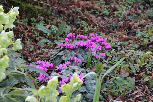 Cyclamen coum