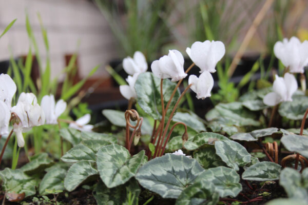 Cyclamen hederifolium 'Alba'