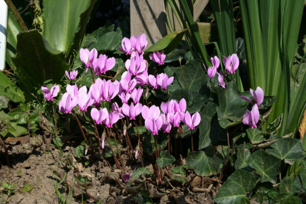 Cyclamen hederifolium