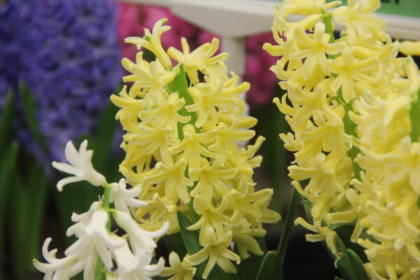 Hyacinthus orientalis 'Yellowstone'