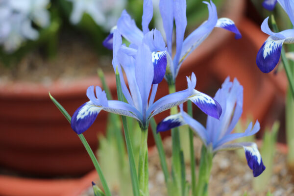Iris reticulata 'Clairette'