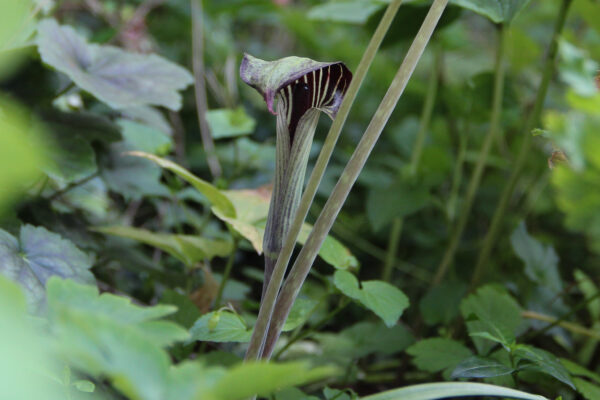 Arisaema consanguineum