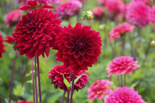 Dahlia 'Red Runner' - Afbeelding 2