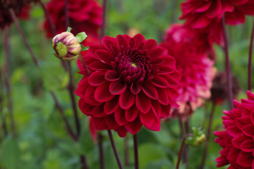 Dahlia 'Red Runner'