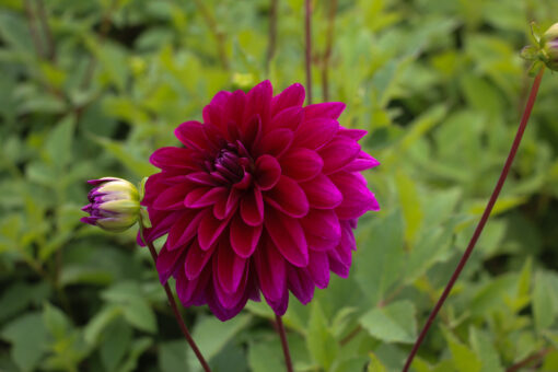 Dahlia 'Le Baron'