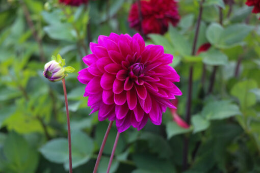 Dahlia 'Le Baron' - Afbeelding 2