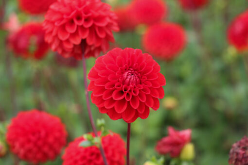 Dahlia 'Salsa'