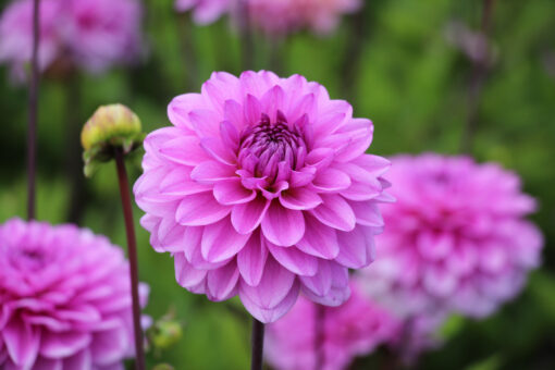 Dahlia 'Toledo'