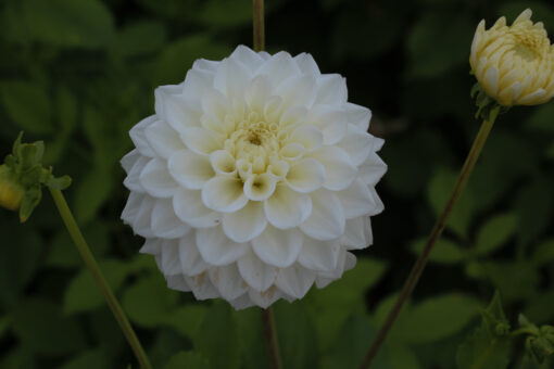 Dahlia 'White Love' - Afbeelding 3