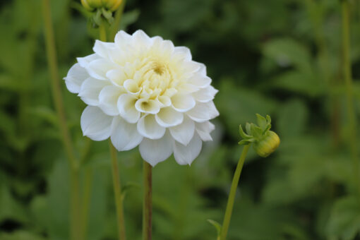 Dahlia 'White Love'