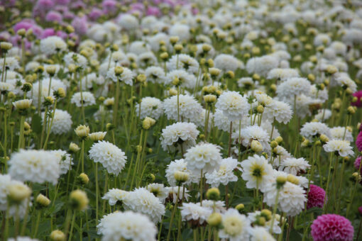 Dahlia 'White Love' - Afbeelding 2