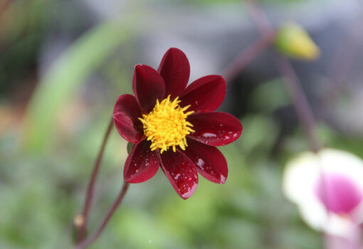 Dahlia 'Mexican Star' - Afbeelding 3