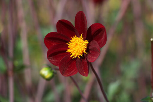 Dahlia 'Mexican Star'