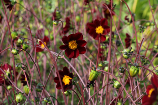 Dahlia 'Mexican Star' - Afbeelding 2