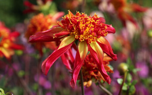 Dahlia 'Octopus Sparkle'