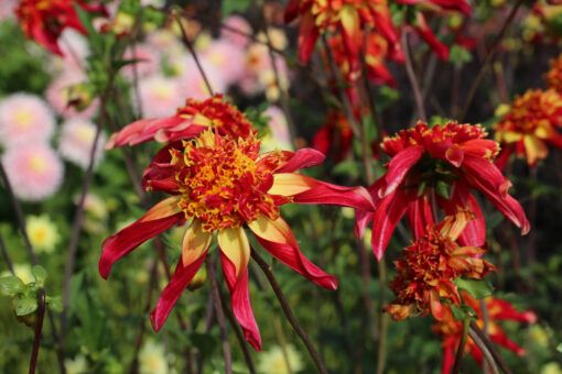 Dahlia 'Octopus Sparkle' - Afbeelding 2