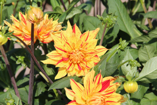 Dahlia 'Striped Vulcan' - Afbeelding 2