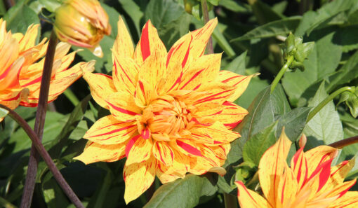 Dahlia 'Striped Vulcan'