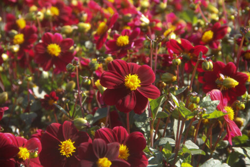 Dahlia 'Topmix Purple'