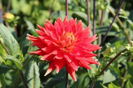 Dahlia 'Vulcan'