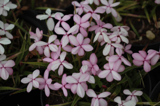 Rhodohypoxis baurii var platypetala