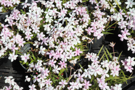 Rhodohypoxis baurii var platypetala - Afbeelding 2