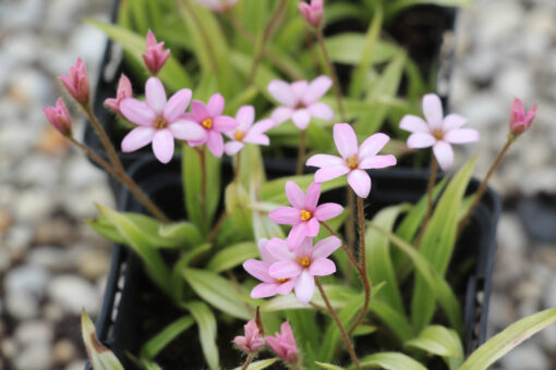 Rhodohypoxis 'Little pink Pet'