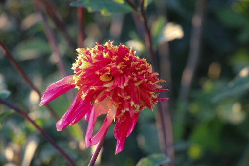 Dahlia 'Octopus Sparkle' - Afbeelding 3