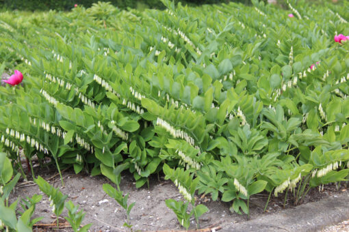 Polygonatum humile