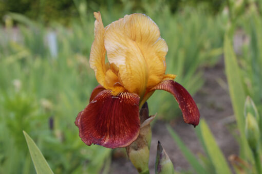 Iris germanica 'Gai Luron'