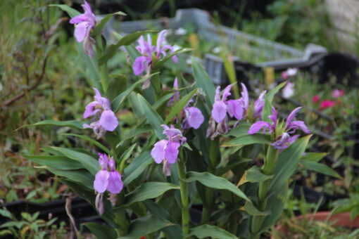 Roscoea purpurea 'Cinnamon Stick'