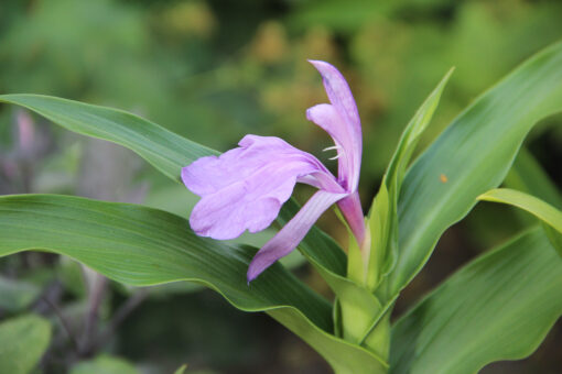 Roscoea purpurea 'Ant Marian'