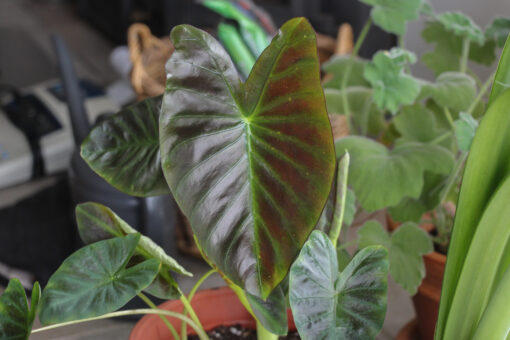 Colocasia 'Illustris'